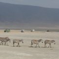 zebra-5173903__340
